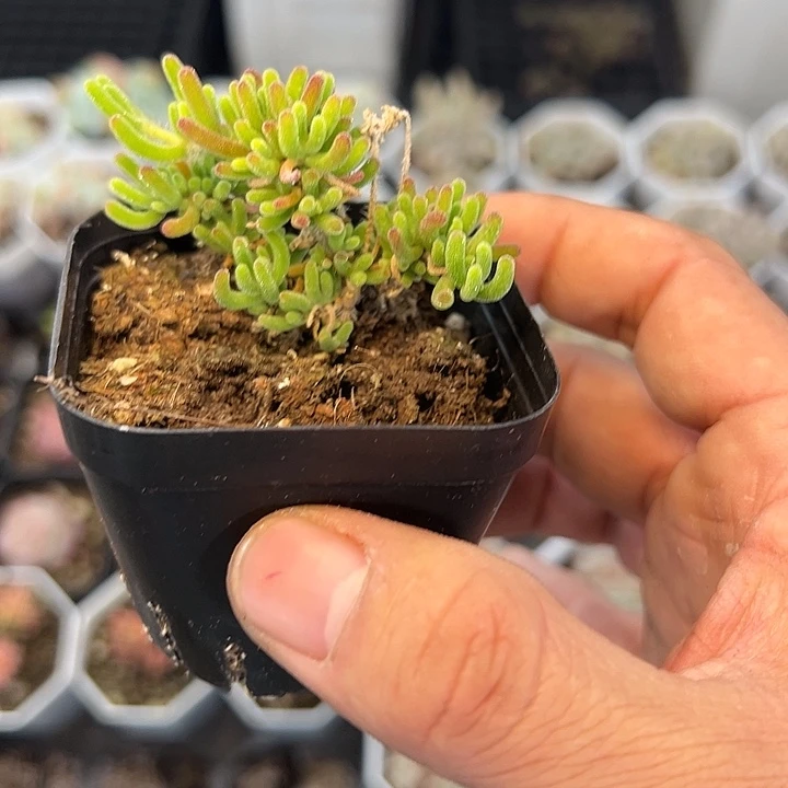 荧光兔 满3颗包邮