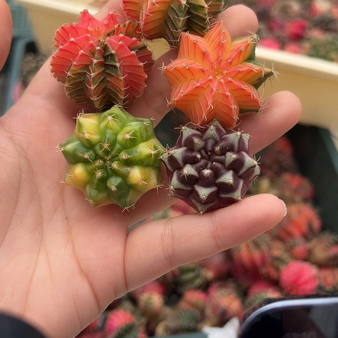 是***啊34 好看的米哈冲冲冲