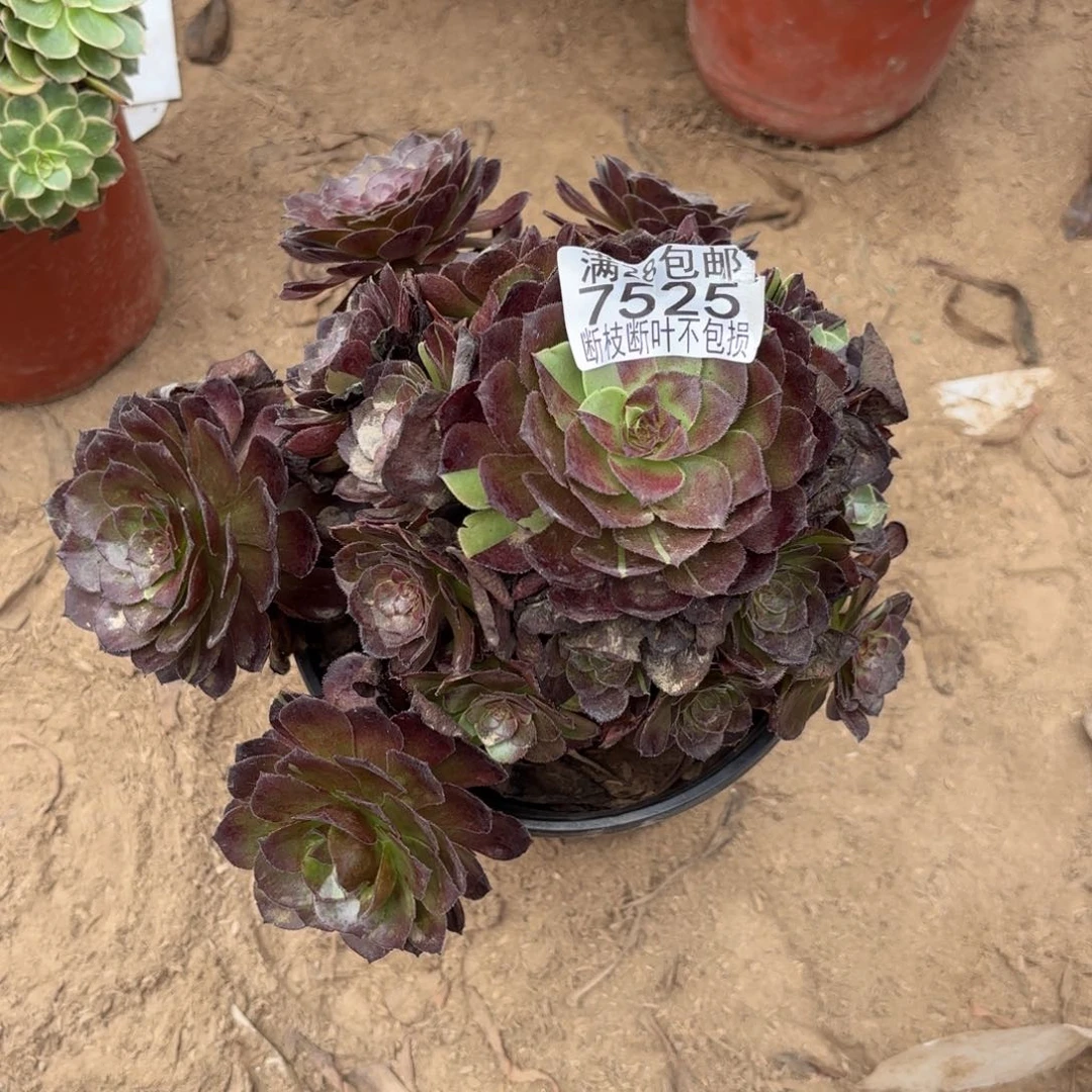 M 7525黑美人多肉，ced