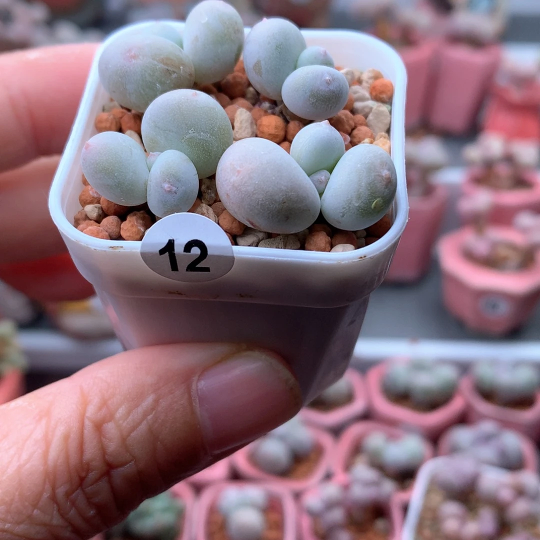 鸡蛋奶酪带盆发货