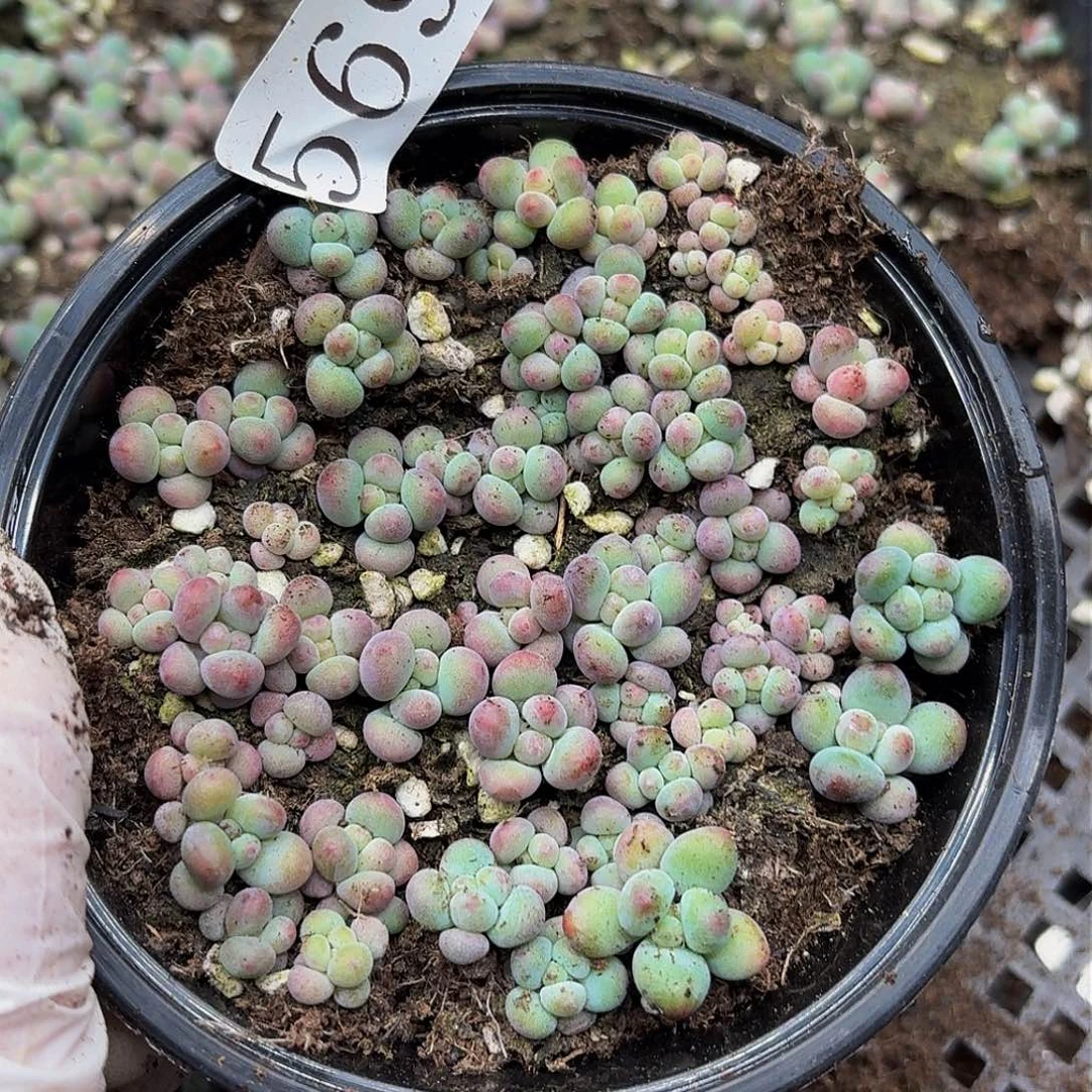 多肉植物多肉植物569