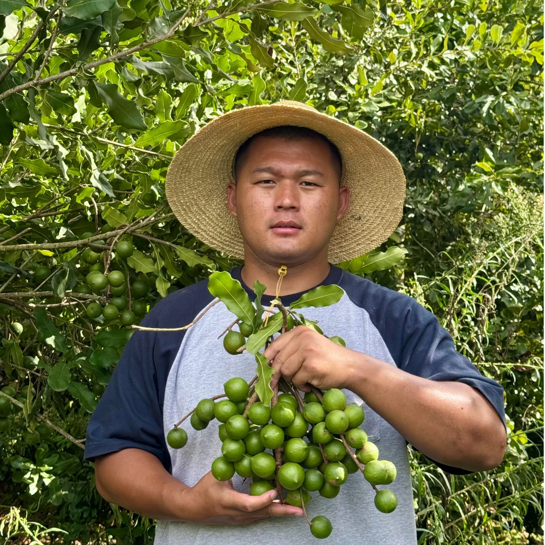 2025云南新鲜采摘夏威夷果未加工即食鲜果