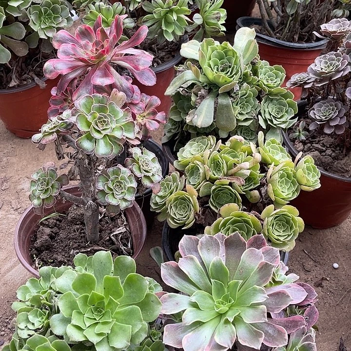 6棵玫瑰玫瑰玫瑰玫瑰