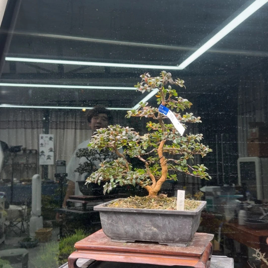 时***)无花朵花卉苗木花卉苗木