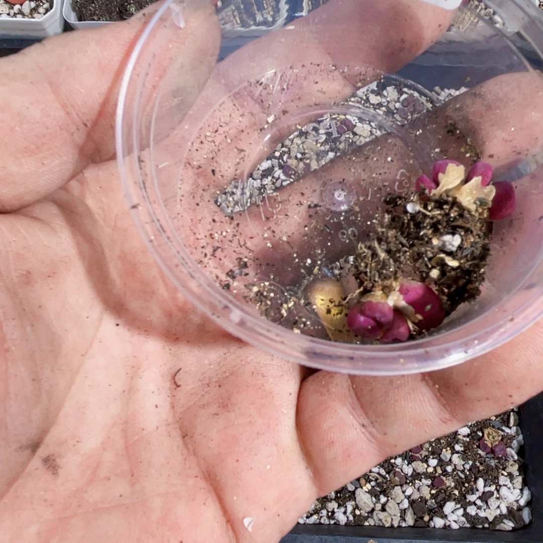 遗***〕一物一拍A085fangwan