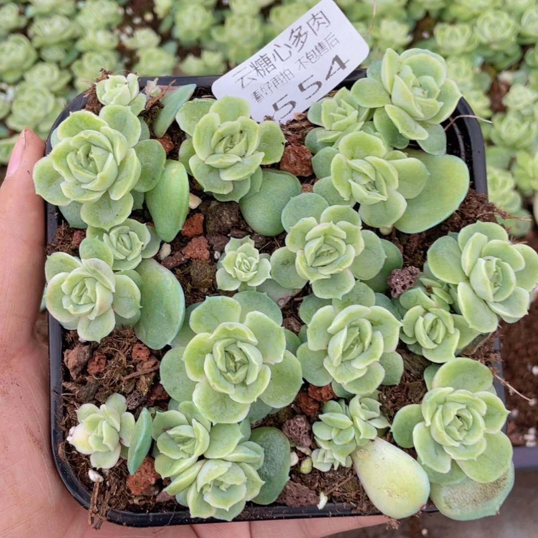 云糖心多肉植物554