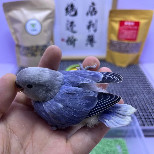 精品高纯紫闪公K98854-桃面鹦鹉