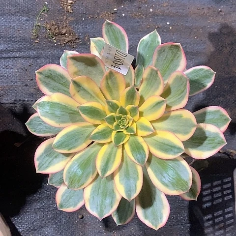 1804灿烂多肉法师量拍