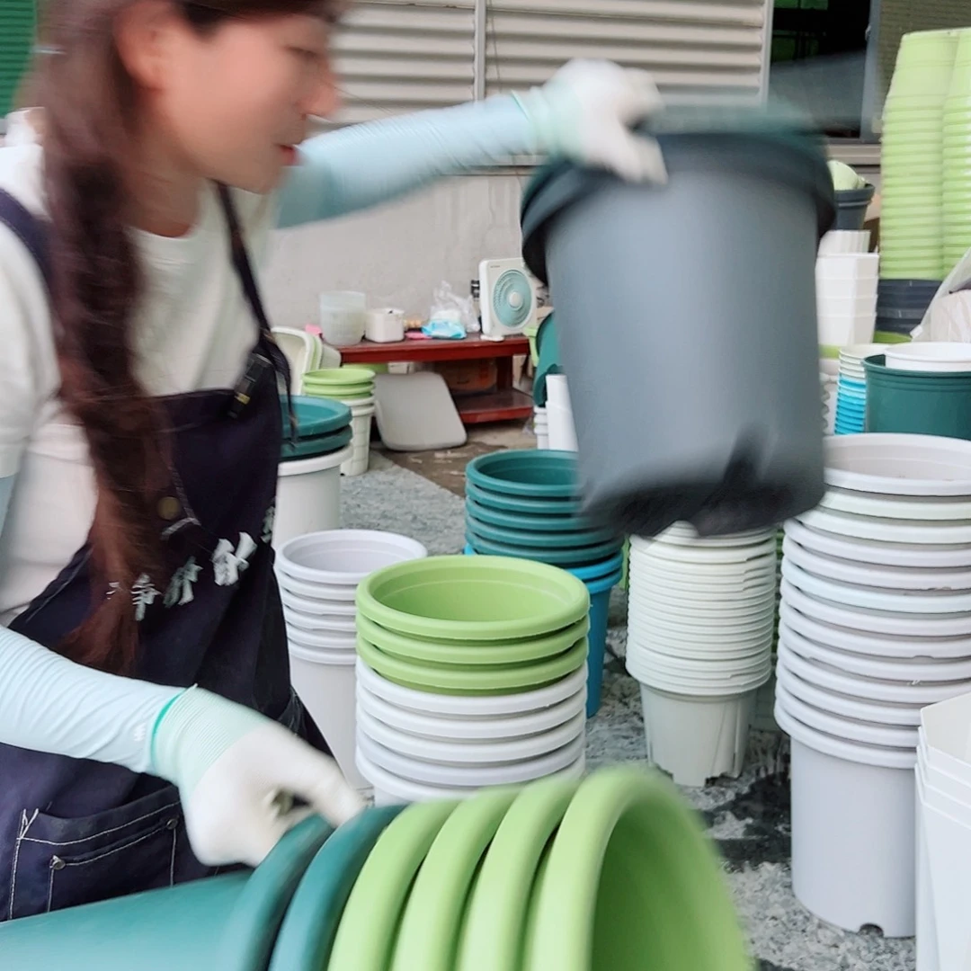 瑕疵四季盆7#果绿3个灰白3个无托