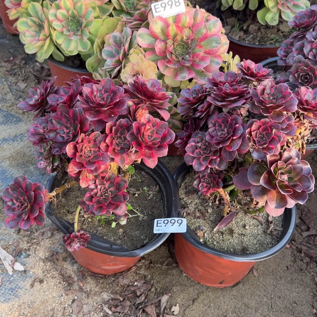 洪***艺999两颗组合多肉植物法师