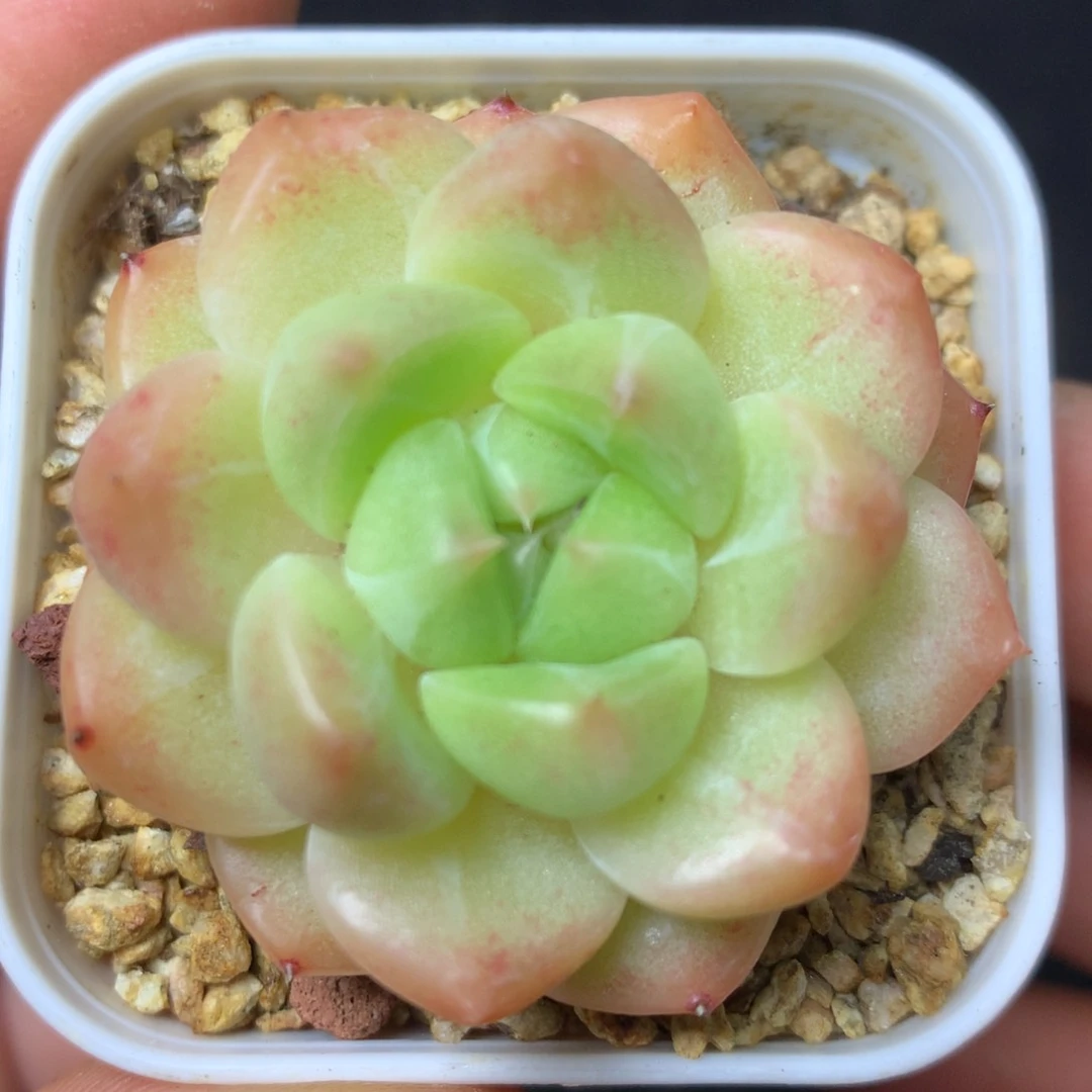 3 精品多肉一物一拍