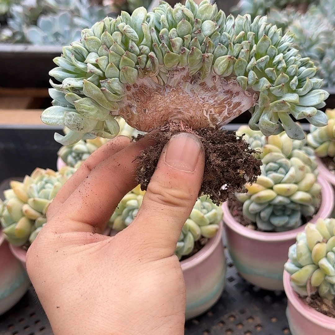 星影树缀无砍多肉