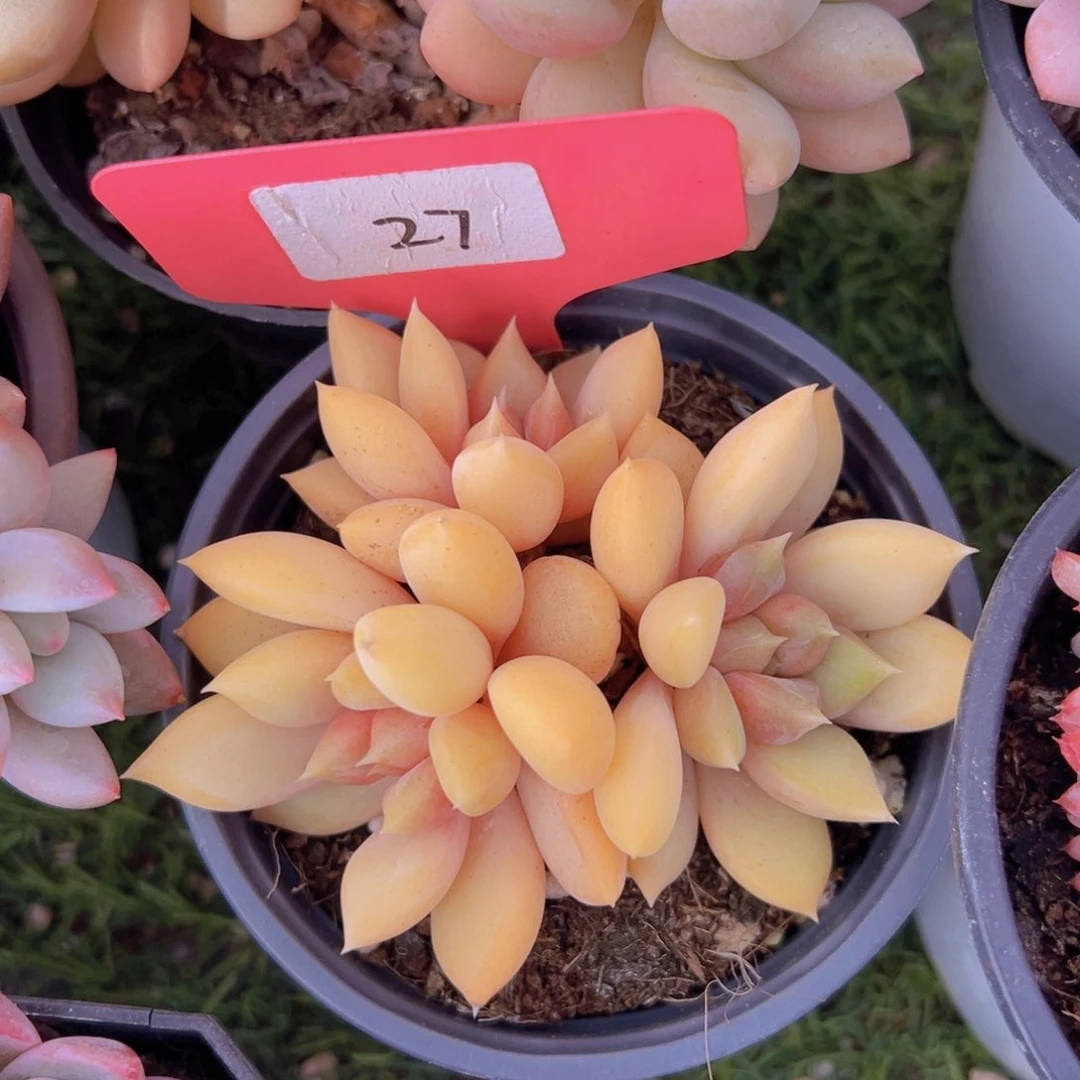 香玉的故事是一个人的故事吗