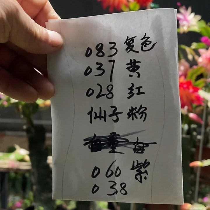 完全开放六种重瓣叶片