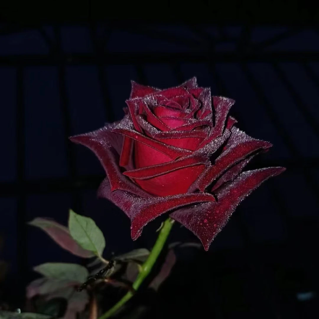 （黑巴克-单头玫瑰）玫瑰云南基地直发生活鲜花