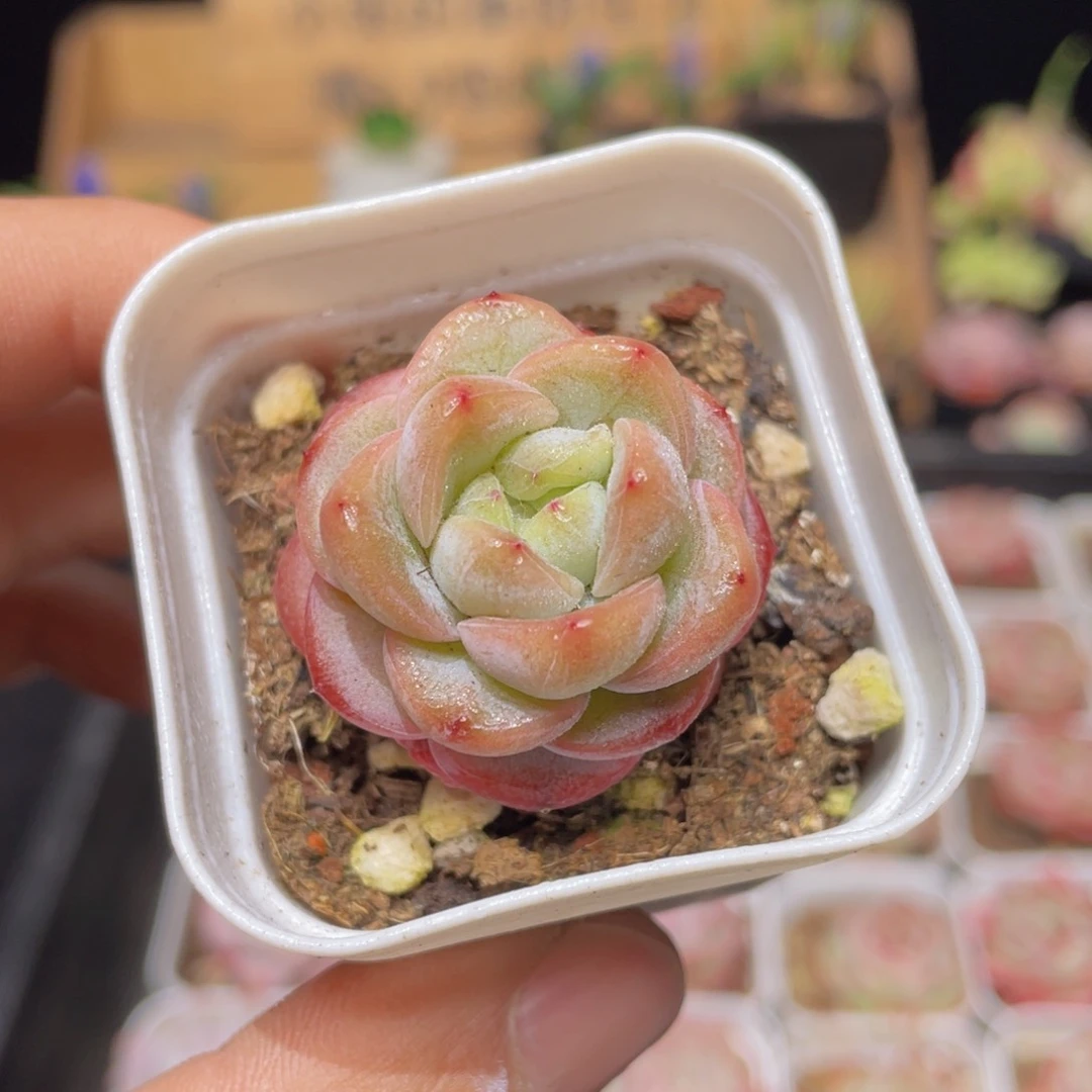 星星珍妮多肉9.9包邮发货