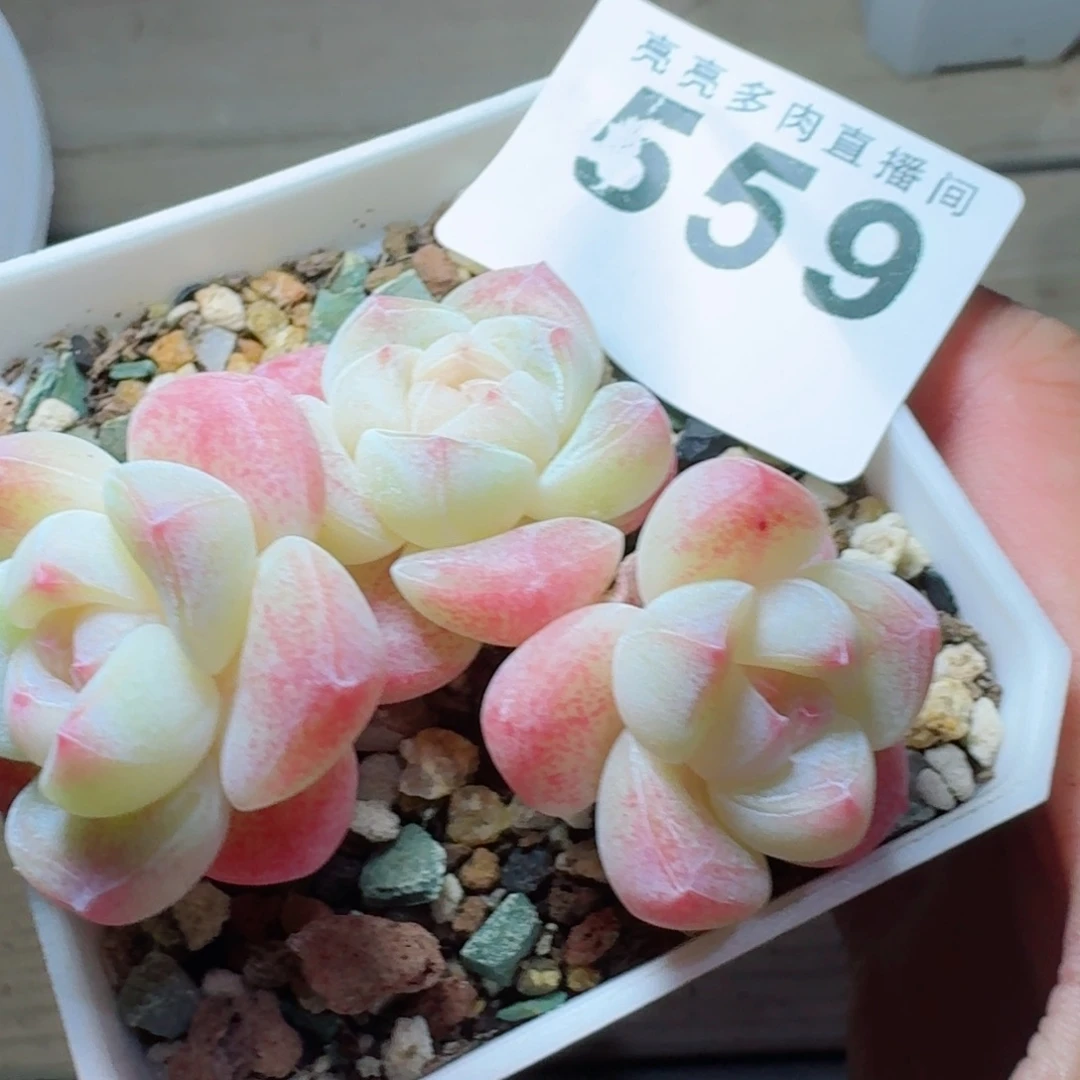 模特冰玉      愿你一路坦途，乘风破浪展宏图