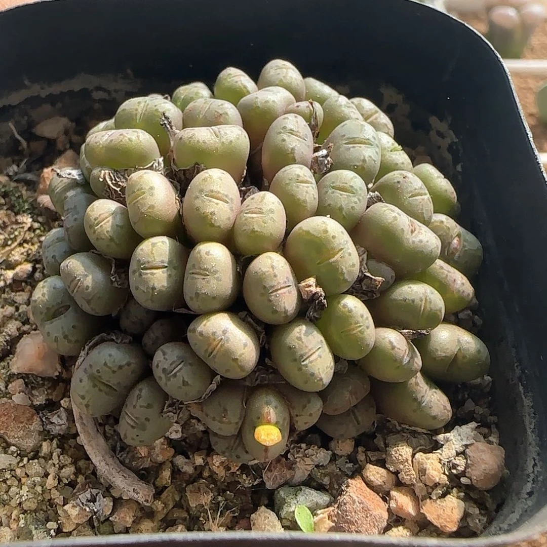 好看的小杂交54119