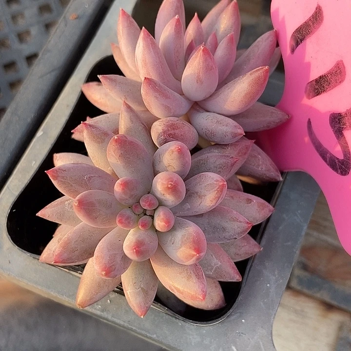 多肉植物虞美人115多肉