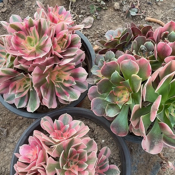 小粉女巫两颗+小香飞包邮