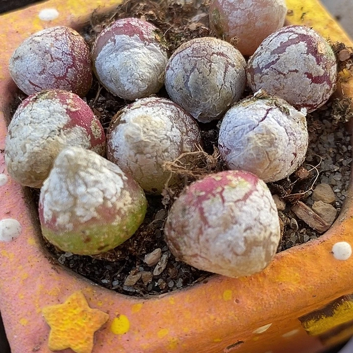 1厘米以上灯泡10颗。