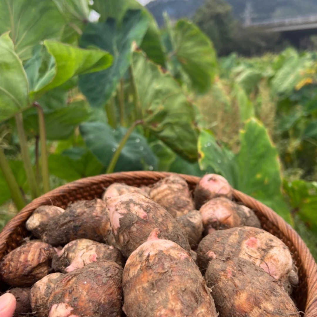 【顺丰到家】生态自然蔬菜红梗芋艿芋头芋子口感软糯清香自然4斤装