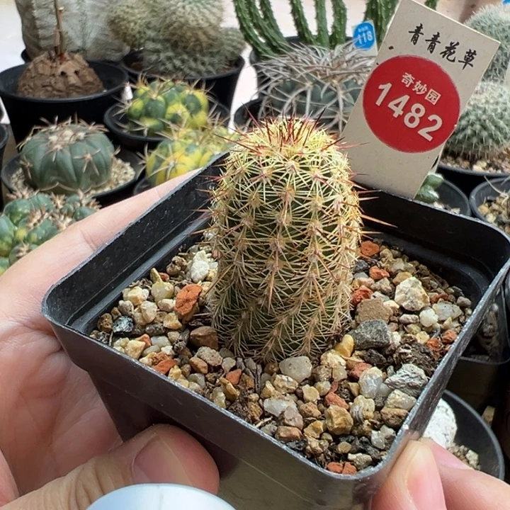 实生青花虾一棵仙人球