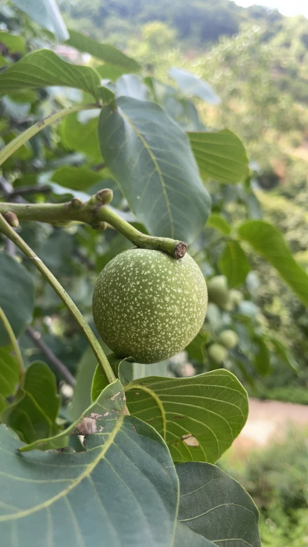 新鲜带青皮生核桃香甜鲜嫩营养丰富现摘现发