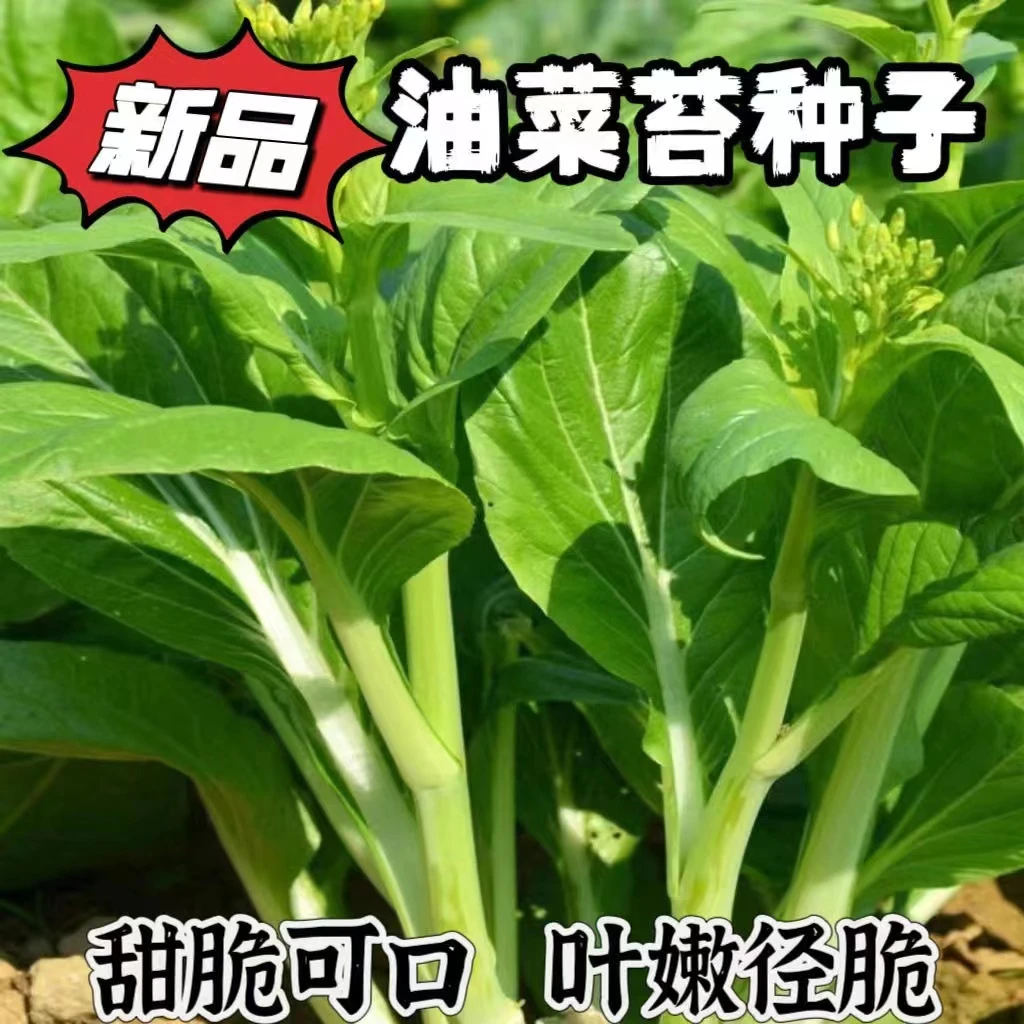 【全店满六包包邮】【98】甜脆油菜苔种子