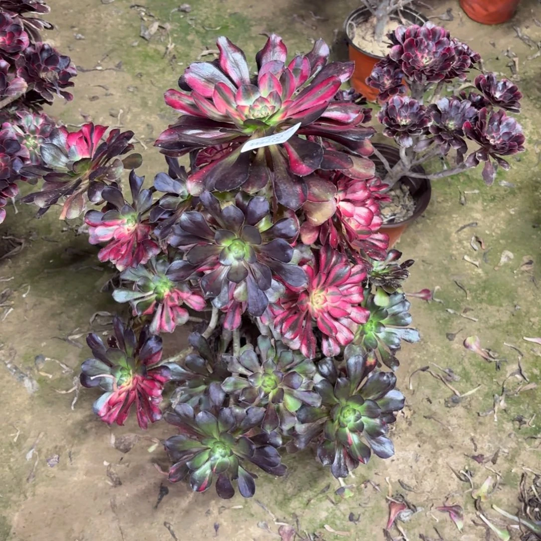 唐***猫719花蝴蝶多肉植物法师