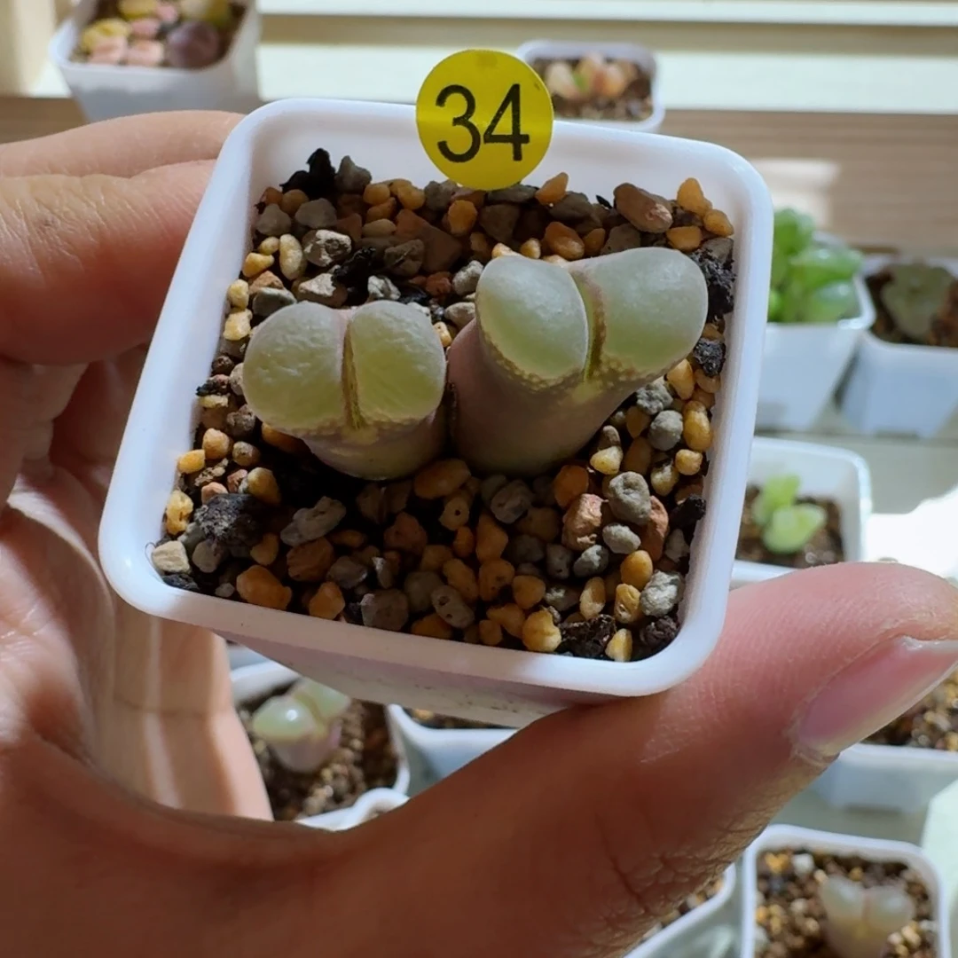 我****！34.......多肉.....3月满100发