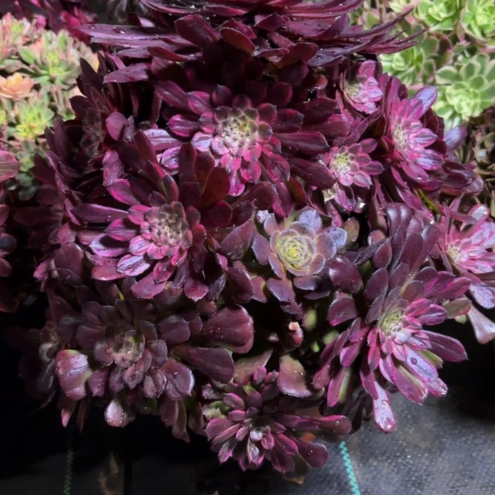 瑞妈一物一拍 565紫霞，