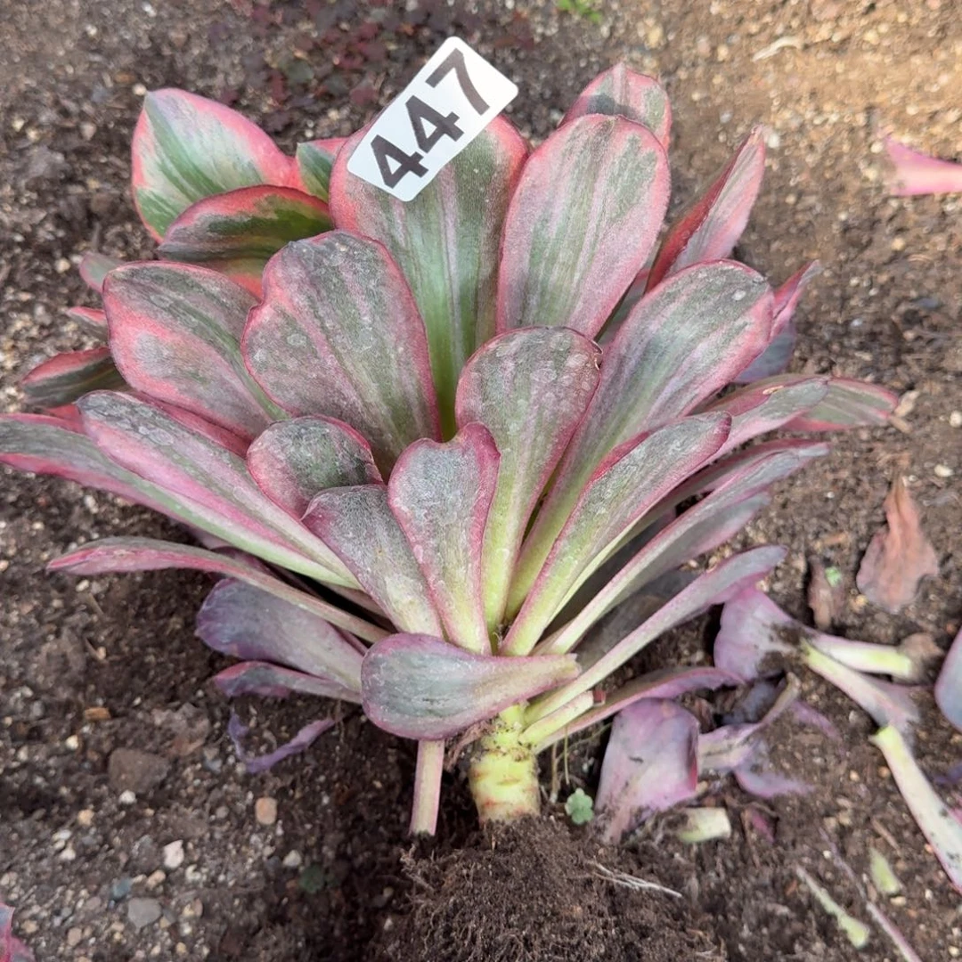 静***歌447多肉植物魅金玫瑰