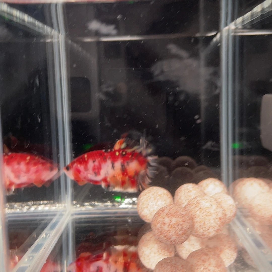 斗鱼12.24 将军 022