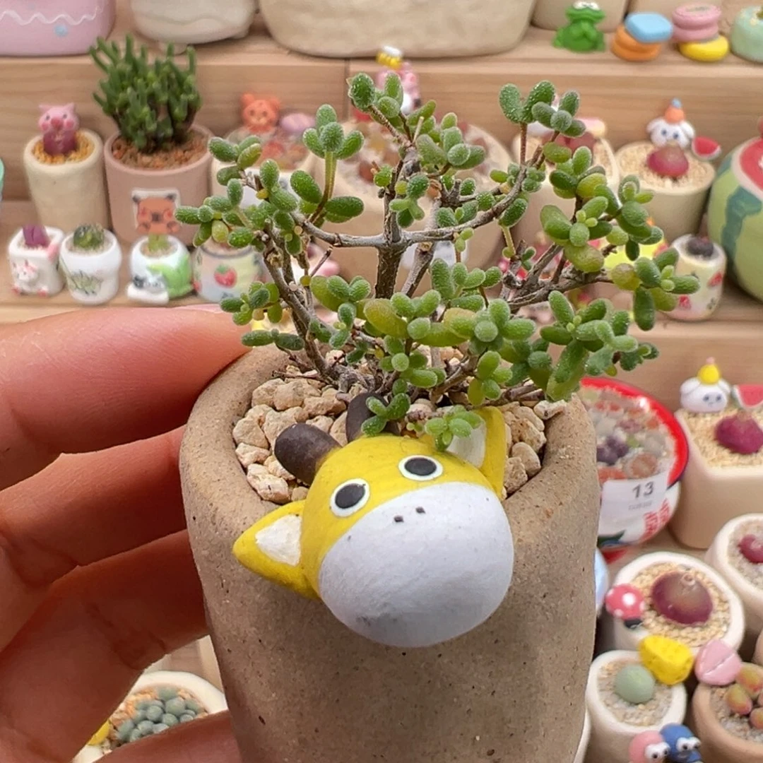 多肉植物58号枝干