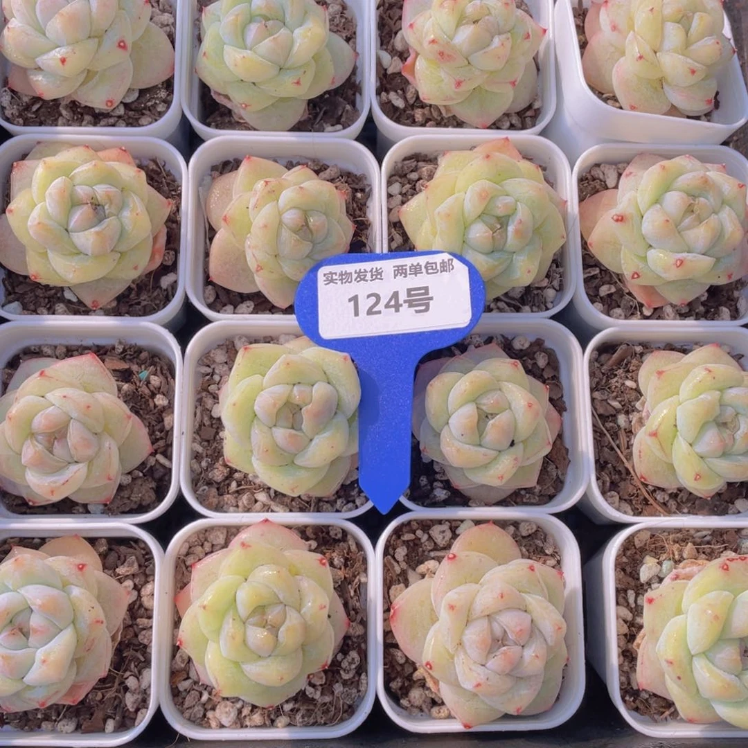 124号果冻白泽单头一个