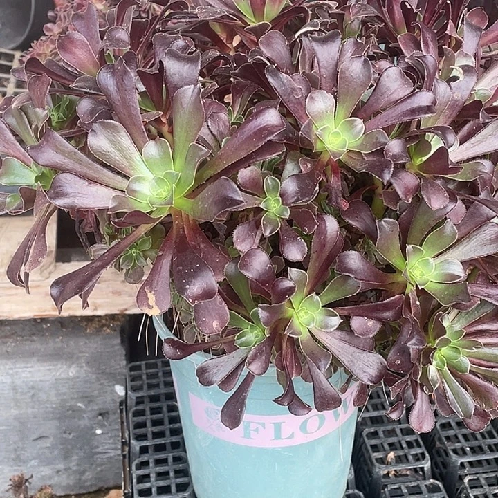 不***一B184海绵宝宝十级粉丝团寄养