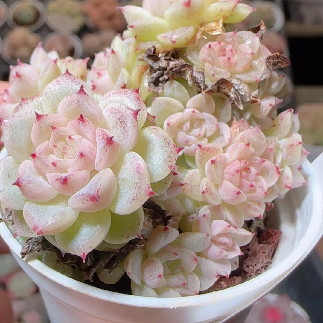 花语多肉1214-31紫魔仙散