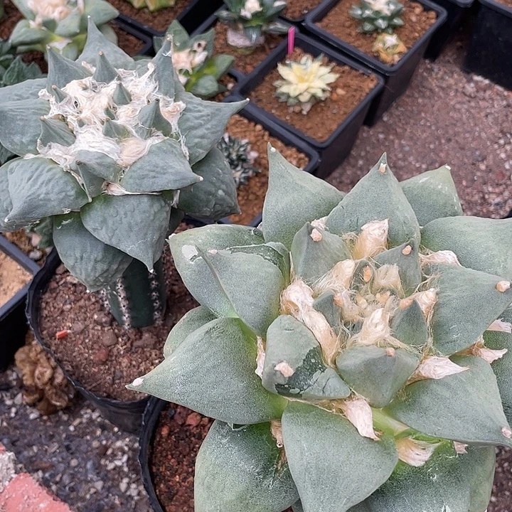 嫁接牡丹一物一拍