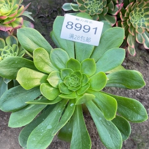 萬**靈绿玫瑰多肉多肉8991