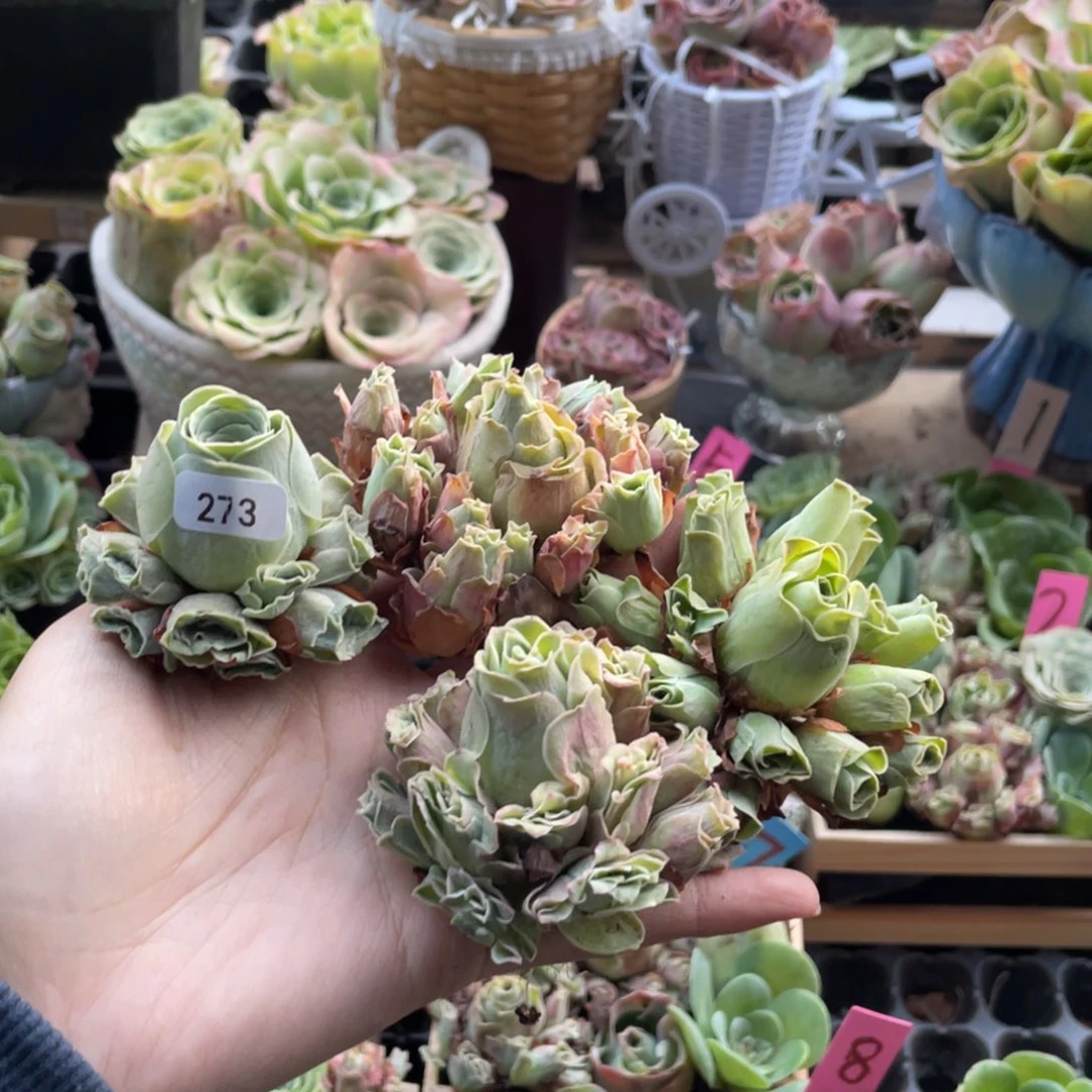 K***王多肉植物山地玫瑰273四颗