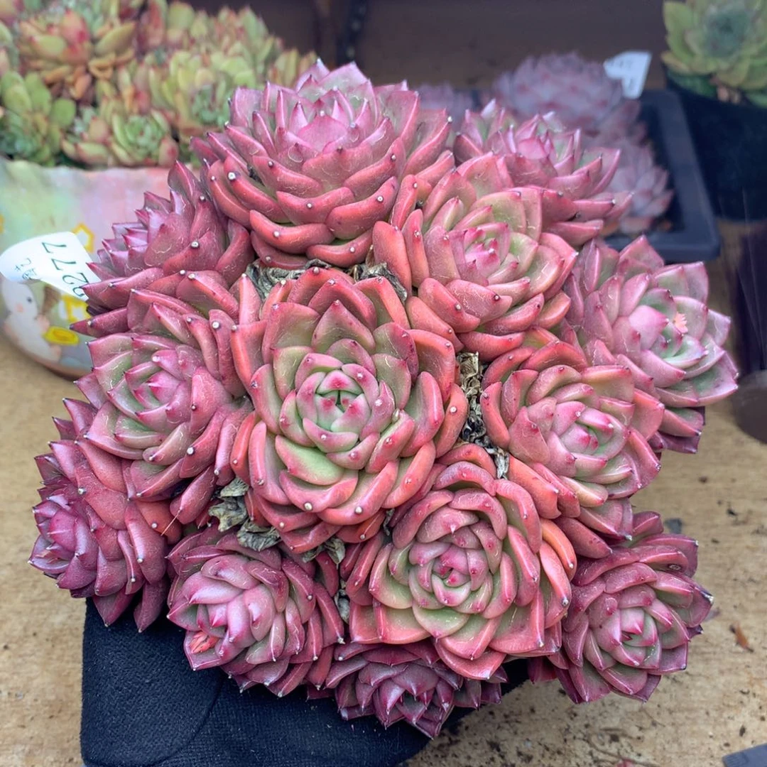 2277杂交多肉老桩