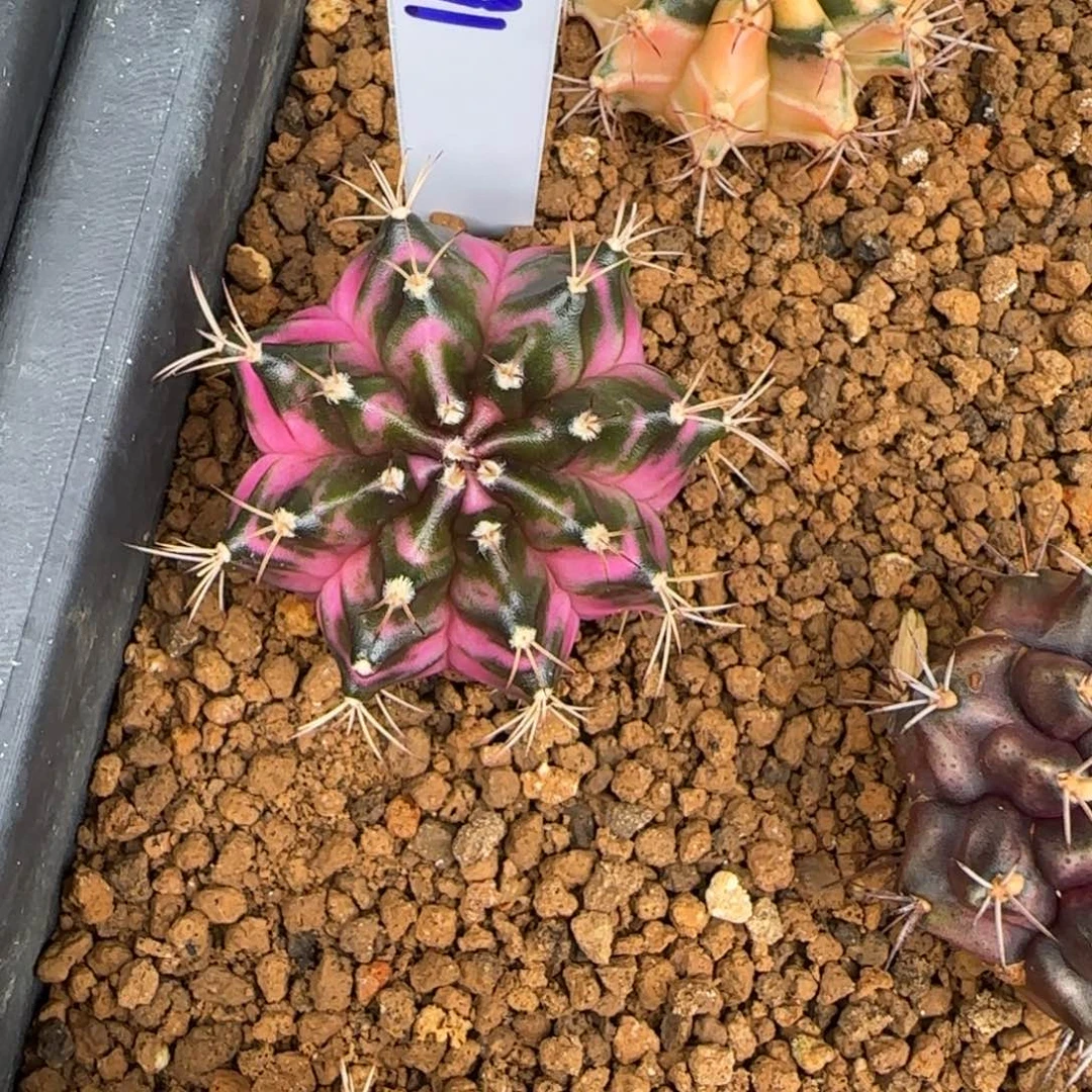 191-0116泰国发货多肉白衣天使