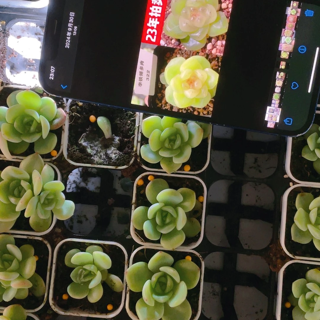 322 母本中盆苗一个满25包邮