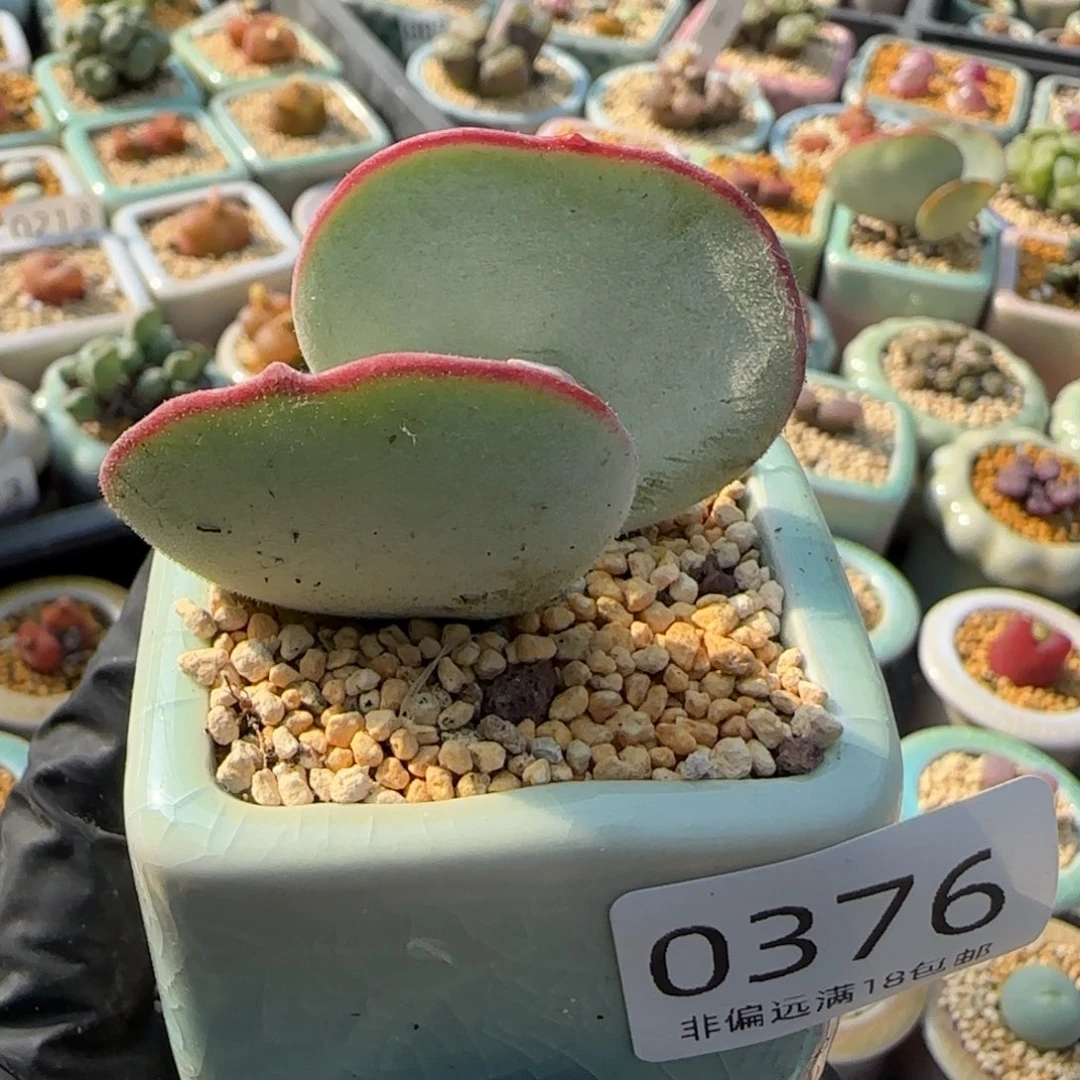 0376/-一物一拍 带盆