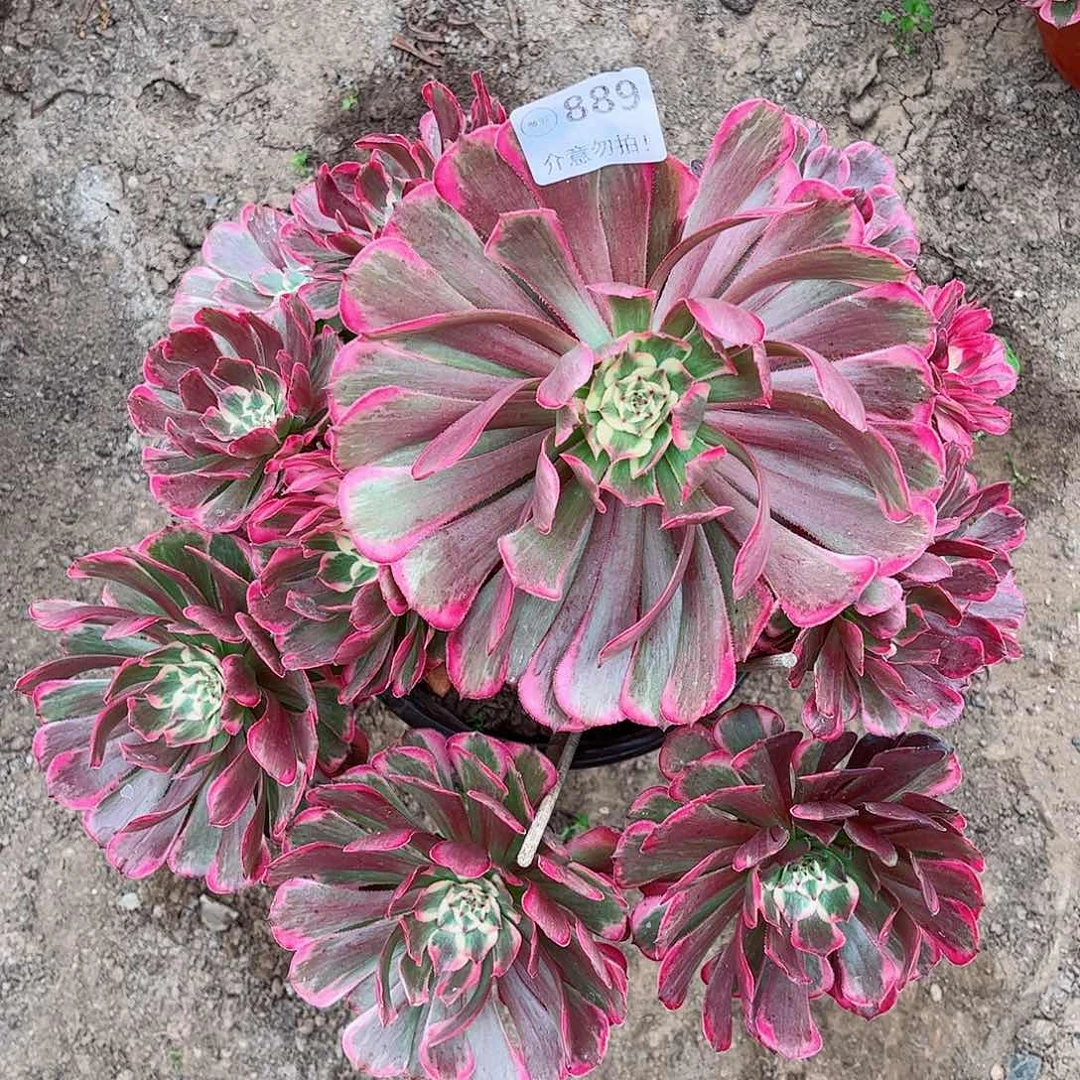 无花朵潇**生多肉植物889