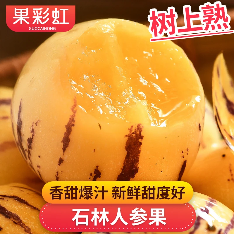 【果彩虹】云南石林人参果1-4.5斤树上熟香甜爆汁新鲜应季水果好吃