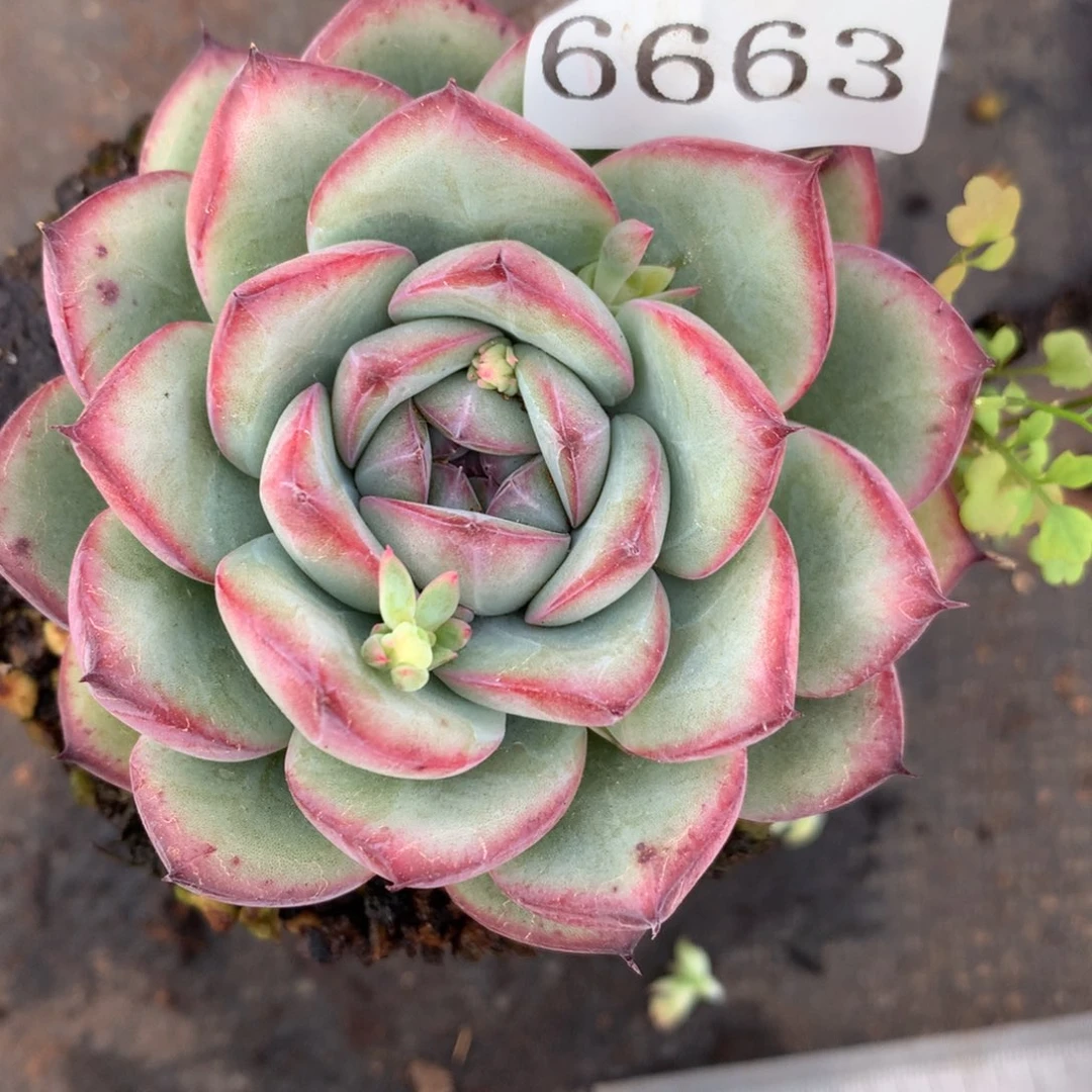 6663杂交多肉植物