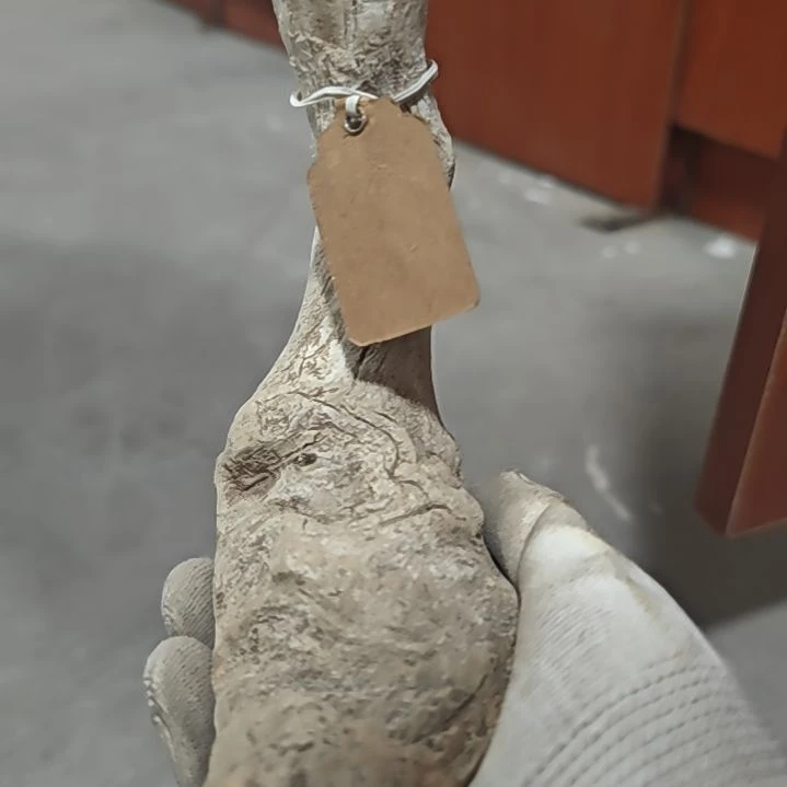 木沉****数崖柏#崖柏陈化料崖柏