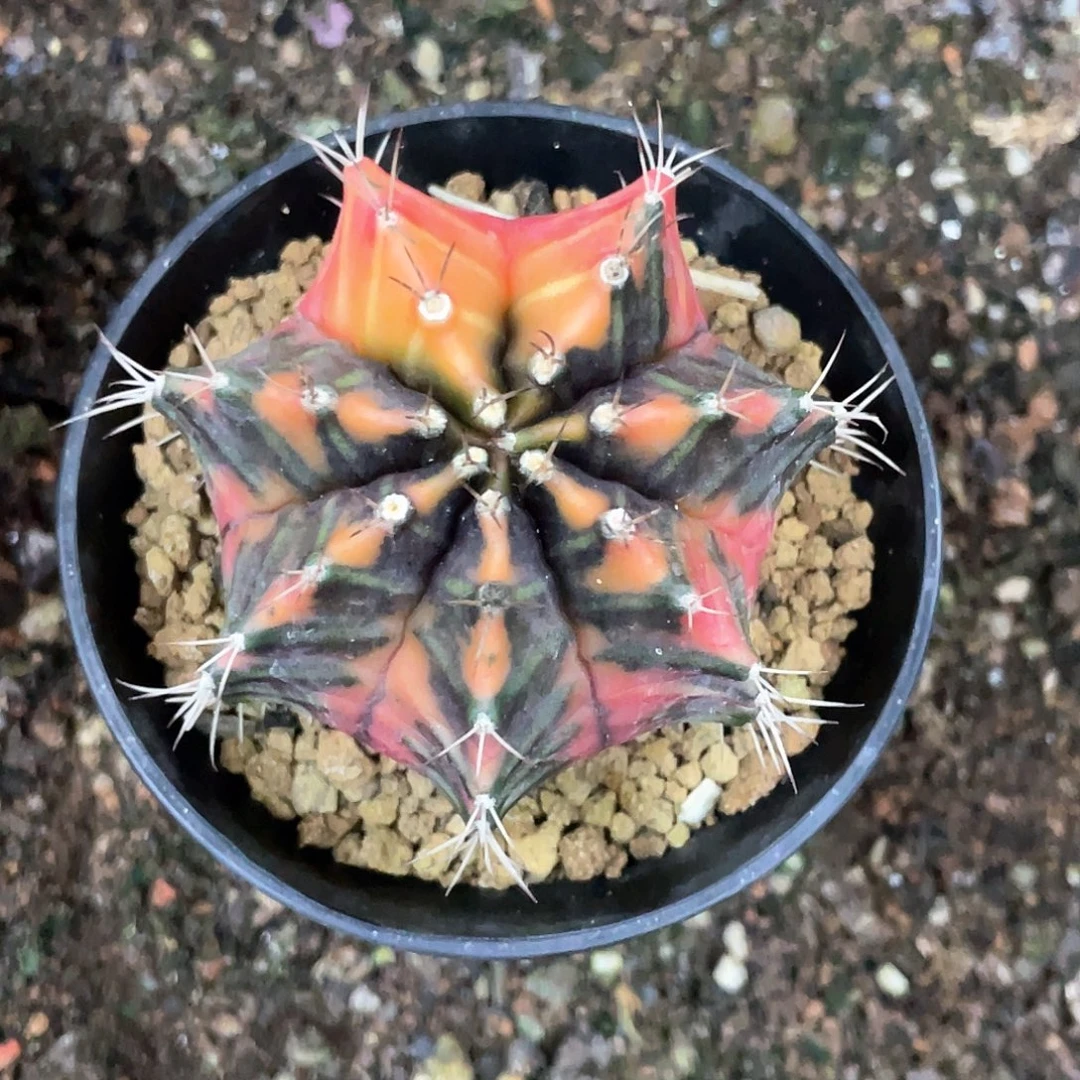 *****当前无花朵，栽培后可花朵